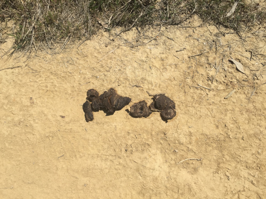 Poop on the trail